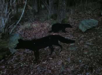 Percorso Marcia Amel - forêt à Heppenbach  - Photo