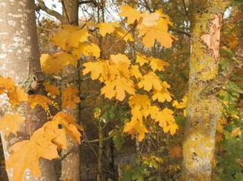 Tocht Stappen Genepiën - #181109 - Amis de Bousval n°8 - Promenade des grands fossés**** - Photo