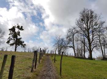 Trail Walking Olne - 2021-03-10_16h10m11_1409 - Photo