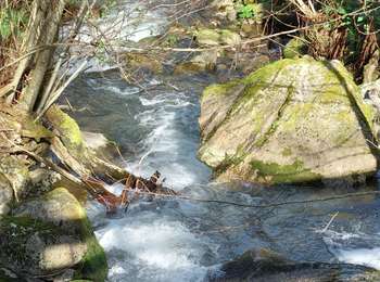 Percorso Marcia Chambon-sur-Lac - BOUCLE AU DEPART DU CHAMBON-SUR-LAC - Photo