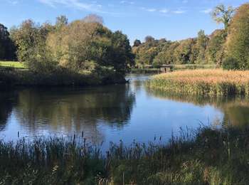 Tocht Stappen Oudergem - Balade en forêt de Soignes - Auderghem - Photo
