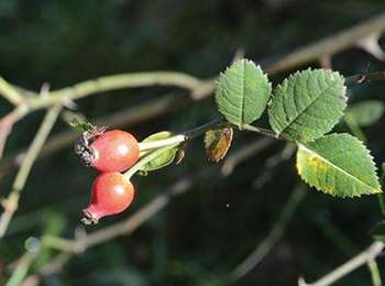 Trail Walking Houyet - Ciergnon - Circuit Natura 2000, des sites qui valent le détour - Na09 - Photo