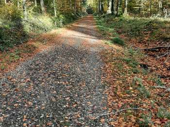 Trail Walking Mons - Havre adeps 111123 - Photo