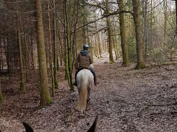 Trail Horseback riding Viroinval - Oignies grand tour - Photo