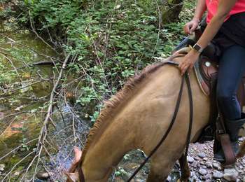 Trail Horseback riding Roybon - Roybon  - Photo