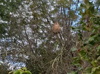 Tour Wandern Saint-Antonin-Noble-Val - Saint Antonin Noble Val pat le cirque de Nibousou - Photo