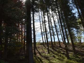 Percorso Marcia Jalhay - 20210528 - Charneux 6.75 Km - Photo