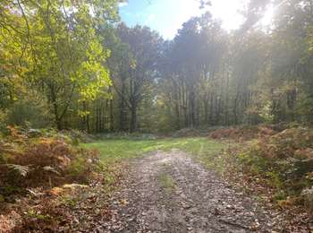 Randonnée Marche Chouy - en Forêt de Retz_98_10_205_le Bois de Hautwison - Photo