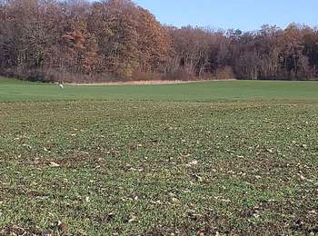 Trail Walking Nancray - Nancray-danse - Photo