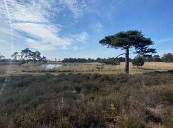 Tour Wandern Bergen op Zoom - De Bergen op Zoom (NL) à Kalmthout (BE) sur le GR5 - Photo