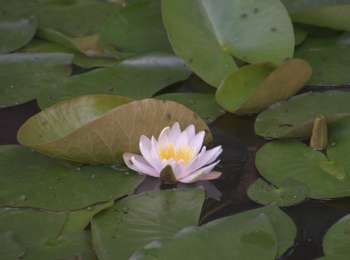 Trail Walking Welkenraedt - 20200621 - HUWAO Welkenraedt 6.4 Km - Photo