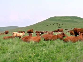 Percorso Marcia La Godivelle - Godivelle_Brion_Jassy - Photo