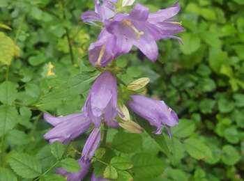 Trail Walking Valzin-en-Petite-Montagne - cascade de quinquenouille - Photo