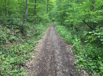 Trail Walking Montigny-le-Tilleul - Balade dominicale  - Photo