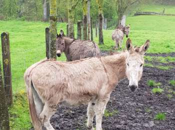 Trail Walking Fléron - Fléron  - Photo