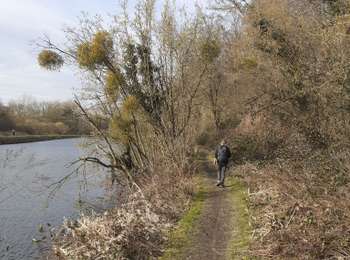 Trail Walking Seneffe - arquennes vieux canal gr bois de l hôpital ravel - Photo
