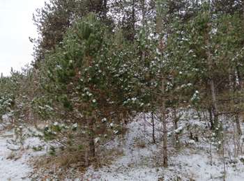 Trail Walking Fontaines - Fontaines 2024 01 14 - Photo