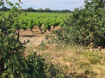 Tocht Quad Collioure - Collioure - Villeneuve-de-la-Raho  - Photo