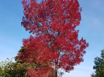 Randonnée Marche Gulpen-Wittem - Gulpen  - Photo