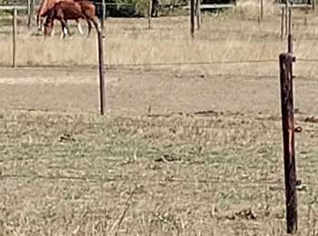 Trail Walking Flémalle - au roche flemalle  - Photo