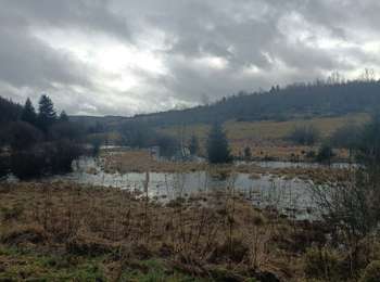 Trail Walking Büllingen - Rocherath  - Photo