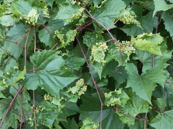 Trail Electric bike Jussy - Jussy 24082025 - Photo