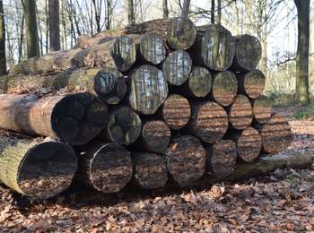 Randonnée Marche Andenne - RB-Na-17 - Andenne - 2025-01-20 - Photo