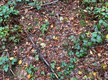 Trail Other activity Châtenois - Champ2 - Photo