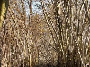 Trail Walking Aubel - Abbaye de Val Dieu - Photo