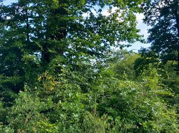 Trail Walking Raddon-et-Chapendu - raddon mille etangs  - Photo