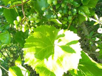 Trail Electric bike Auxerre - Auxerre - Vigne canal - Jussy - Photo