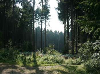 Excursión A pie Raeren - Hauset IV - Rund um die Zyklopensteine - Photo