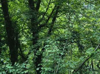 Trail Walking Ladoye-sur-Seille - Haute Seille - Photo