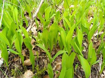 Trail Walking Deux Rivières - AVF - Cravant 13-04-2022 - Photo