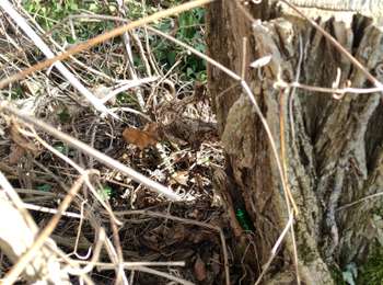 Percorso Marcia Plauzat - plauzat Geocaching - Photo