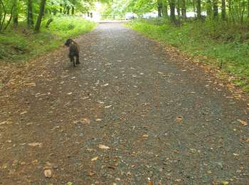 Trail Walking Montfiquet - cerisy la forêt 5km - Photo