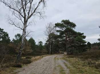 Randonnée Marche Landgraaf - A la découverte de Landraaf avec Koda 🐕🥾 - Photo