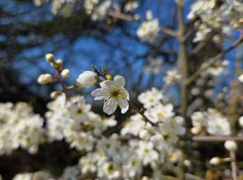 Excursión Senderismo Eijsden-Margraten - 2026-03-21_08h03m32_mesch (1) - Photo