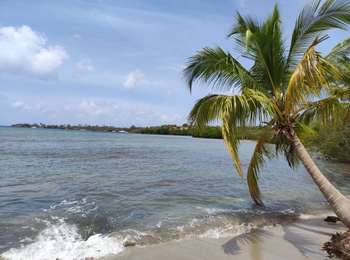 Trail Walking Le Diamant - O'Mullane bas vers la chérie en boucle.  - Photo