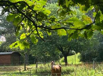 Tocht Stappen Itter - #230717 - Virginal-Samme, Ardennes et Grand Bois, dont 2,5 km du GRP 127 - Photo