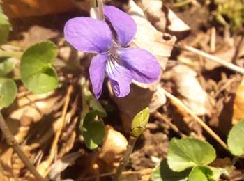Trail Walking Haut-du-Them-Château-Lambert - dans les forêts de st Antoine et haut du Them - Photo