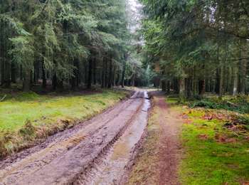 Tocht Stappen Lierneux - Promenade vers la fagne de la Crépale  - Photo