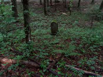 Trail On foot Luxembourg - Maple leaf - Photo