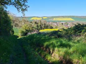 Trail Walking Malay-le-Grand - Malay le Grand 260408 - Photo