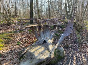 Trail Walking Anthisnes - Anthines - AS03 - Boucle de Tolumont - Losange Bleu - Photo