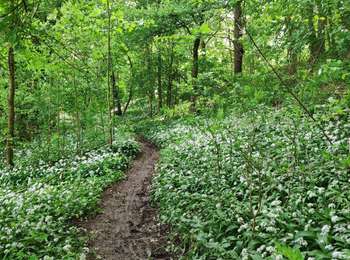 Excursión Bici de montaña Trooz - Par Al Heure - Photo