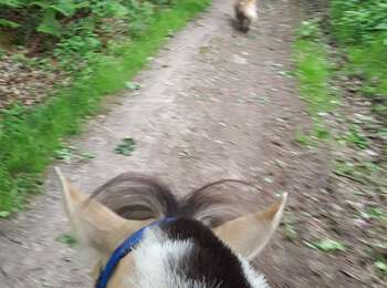 Excursión Paseo ecuestre Neupré - balade à cheval 9/6/19 - Photo