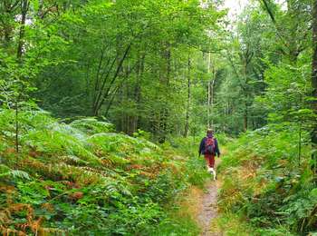 Trail Walking Viroinval - Balade à Regniessart - Viroinval - Photo
