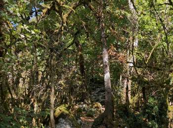 Trail Walking Gevrey-Chambertin - boucle de 6 km dans la combe lavaux  - Photo