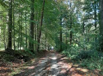 Excursión Senderismo Sint-Genesius-Rode - Rhode forêt de Soignes chiens admis  - Photo